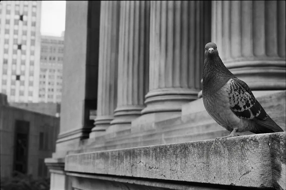 A pigeon stands on the stone ledge of a neoclassical civic building